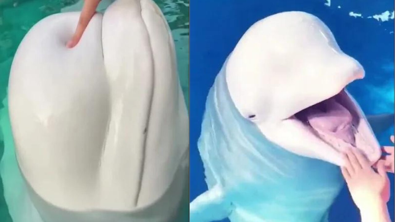 white dolphin cute moments❤