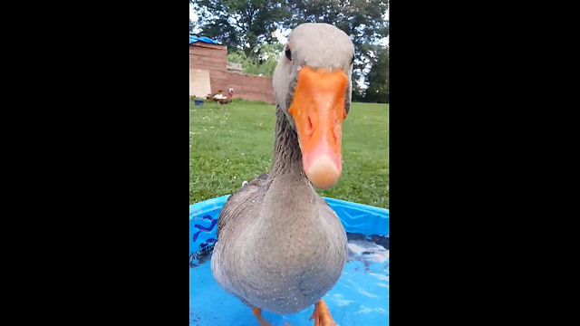 Jolly goose stomps feet to happy song