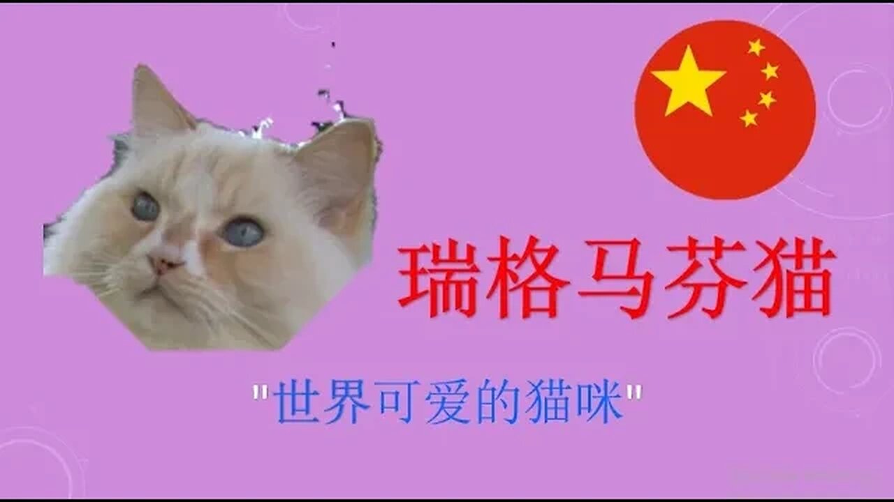 #瑞格马芬 "世界可爱的猫咪"