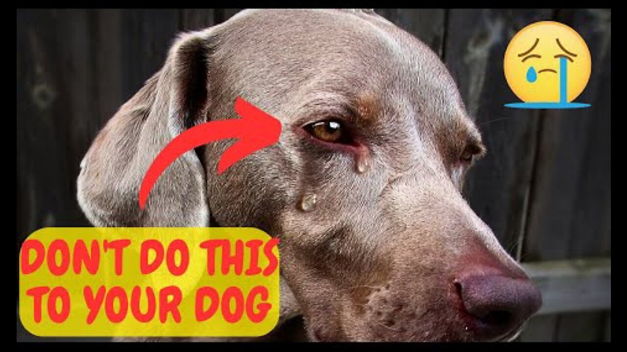 16 ATROCITIES THAT HURT YOUR DOG EMOTIONALLY. YOU MUST IMMEDIATELY KNOW THIS