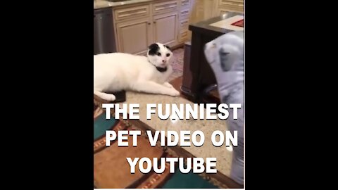 Cat and dog very funny video