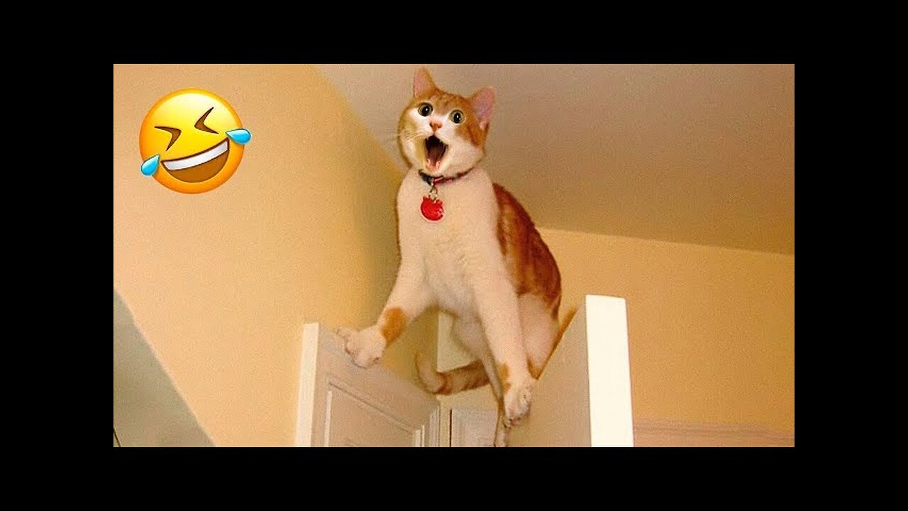 FUNNIEST CAT AND DOG VIDEOS 2023