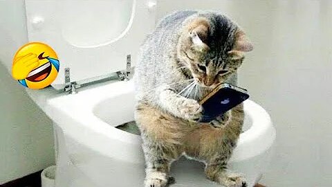 Best Funny Animal Videos Of🤣 The 2023 Funniest Cats And Dogs Videos