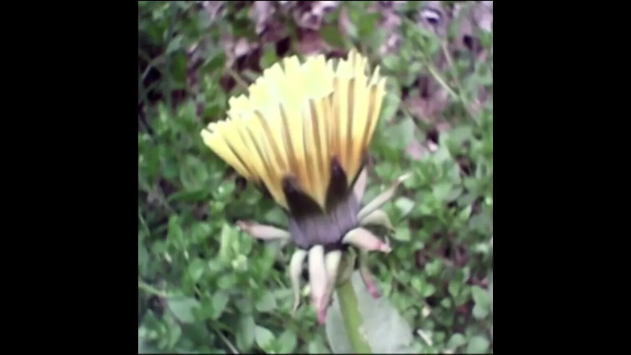 TIMELAPSE - diente de león