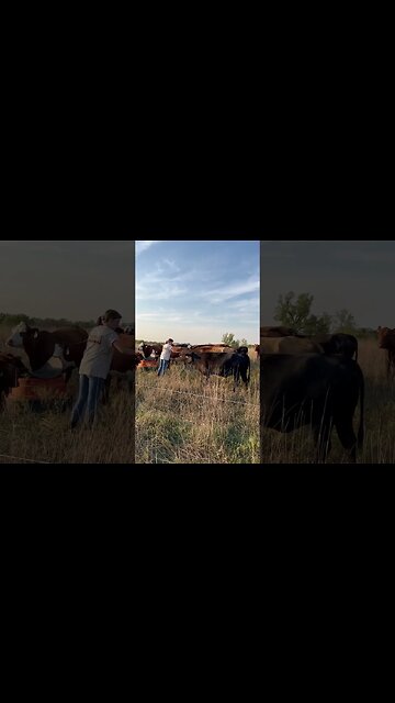 Tame South Poll/Cross Kansas cow/calf herd!