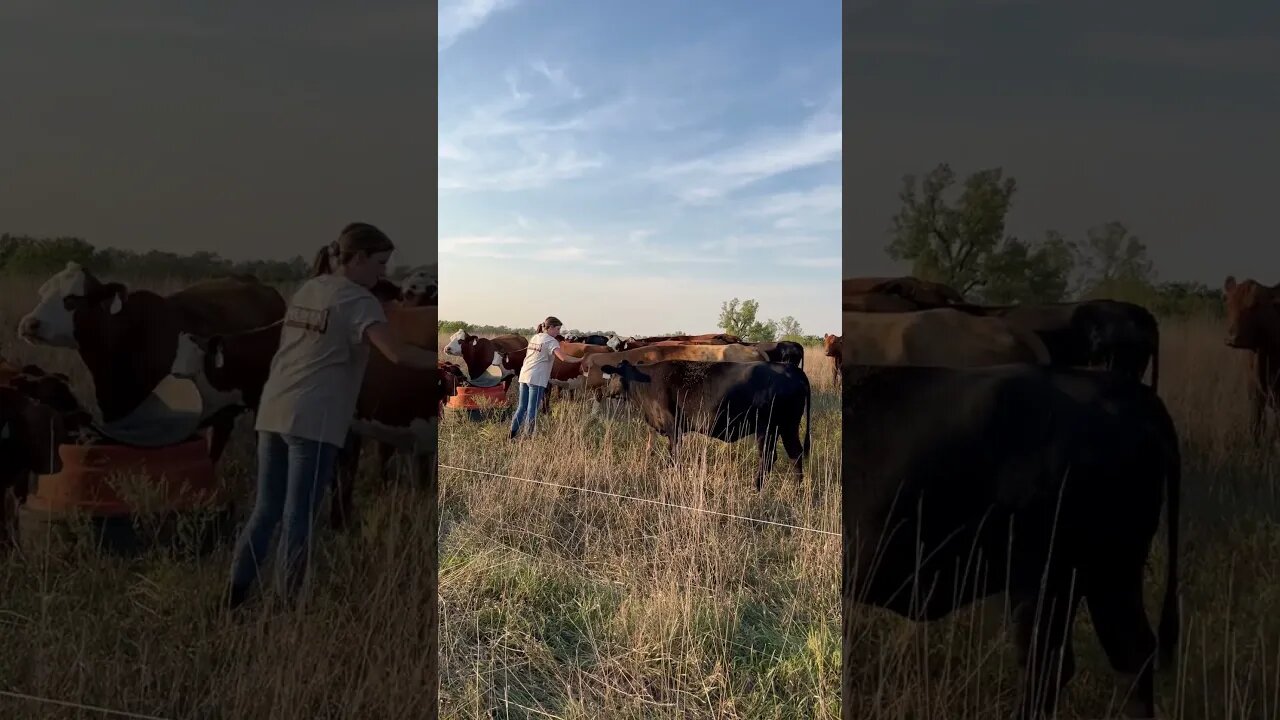 Tame South Poll/Cross Kansas cow/calf herd!