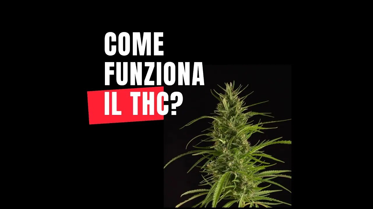 Come funziona il Thc?