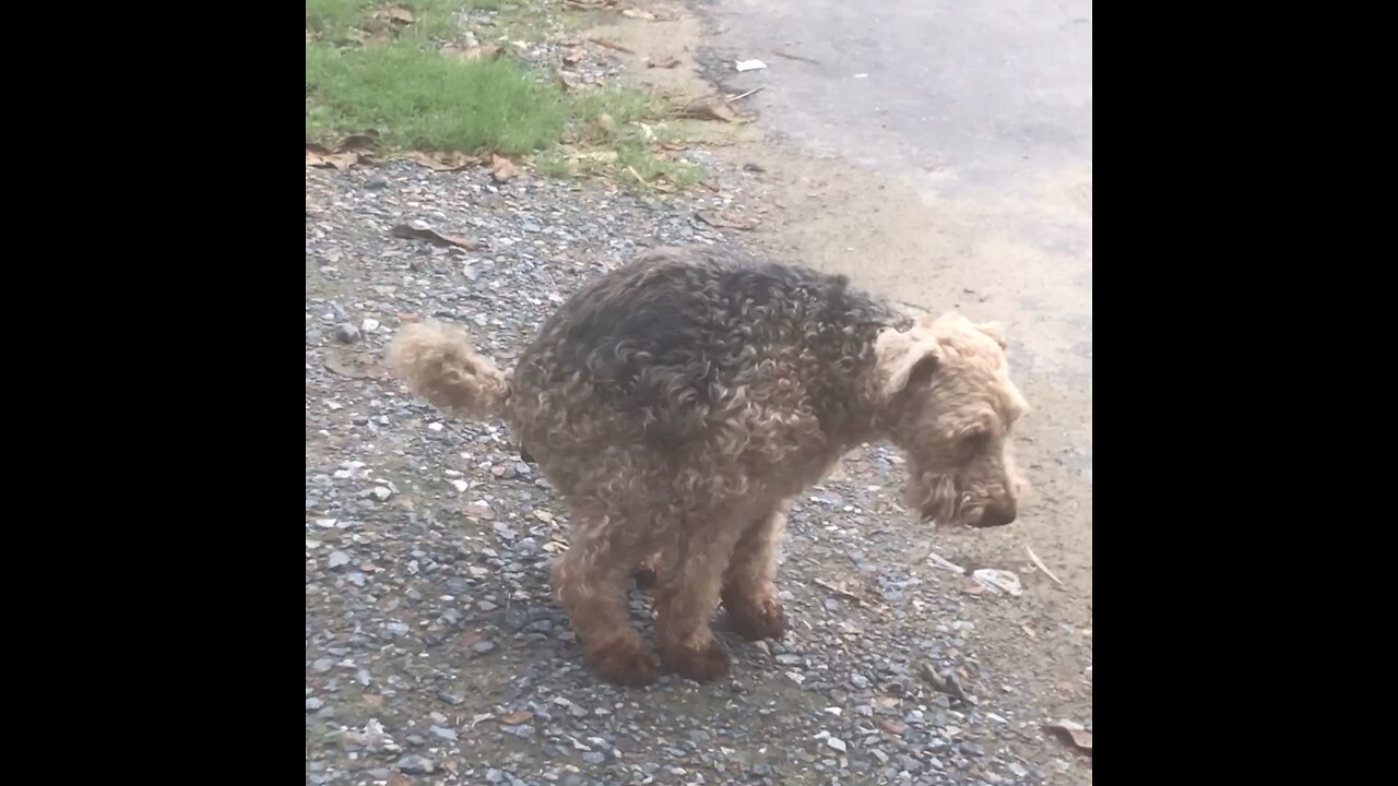 Oscar Takes a Dump