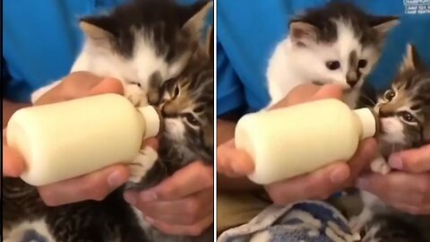 A sweet cat is drinking milk from its owner's hands|