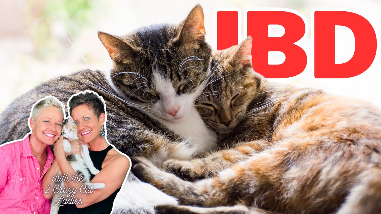 IBD In Cats: Prevention & Support with The Two Crazy Cat Ladies