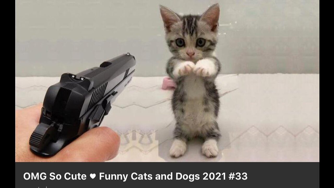 Funniest Animals 2023 π Funny Dogs and Cats Videos πΊπΆ Part 2