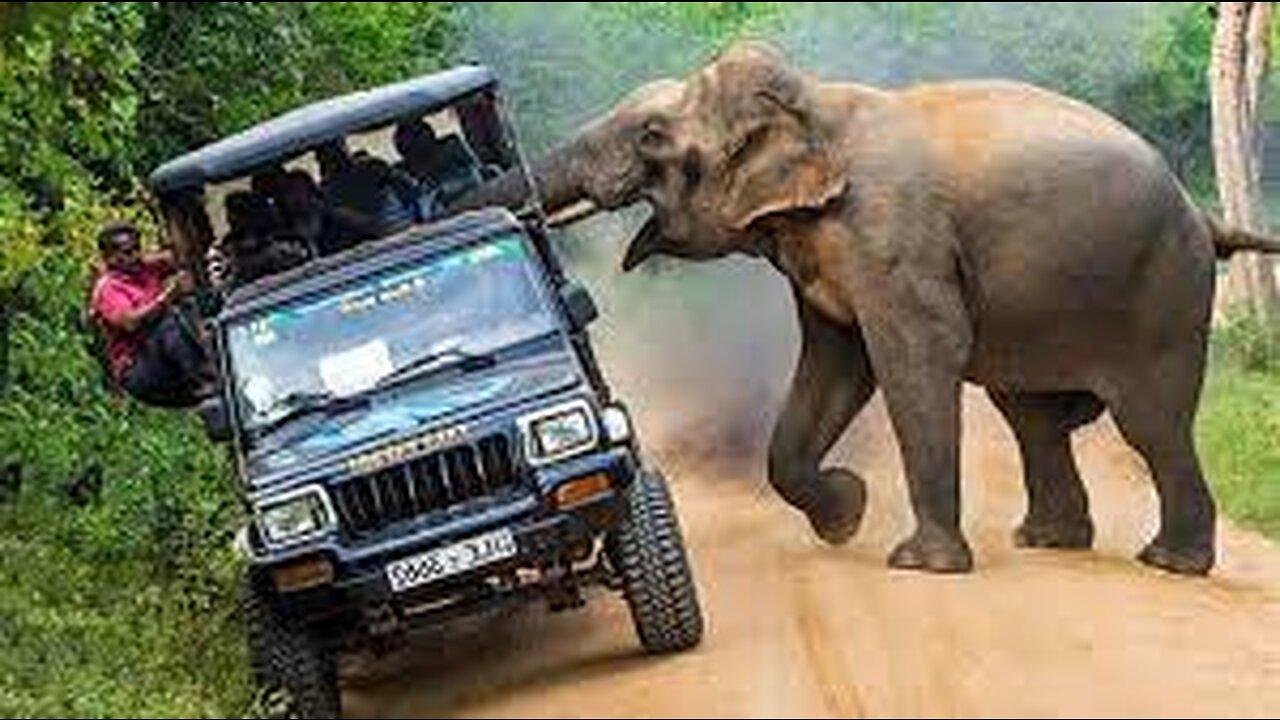 Wild Elephant Trying to attack Passenger Bus