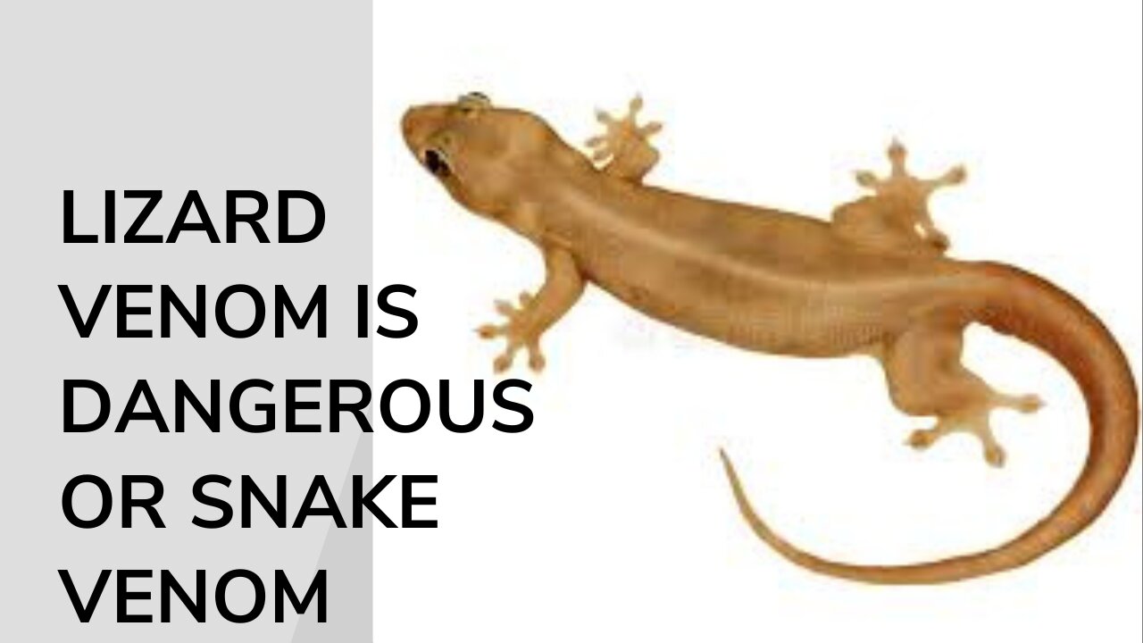 What is a lizard and how poisonous is it