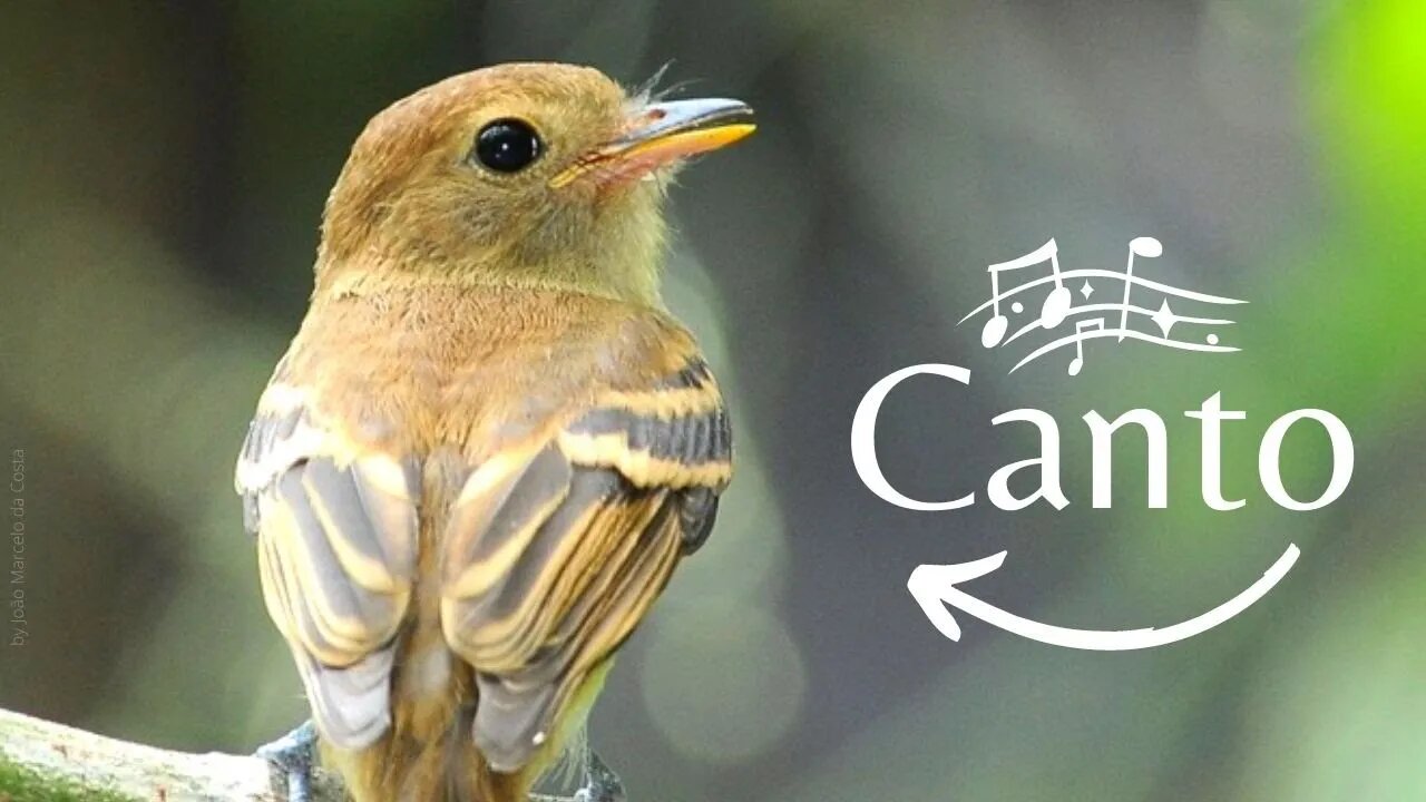 Euler's Flycatcher (Pássaro Enferrujado) Birding