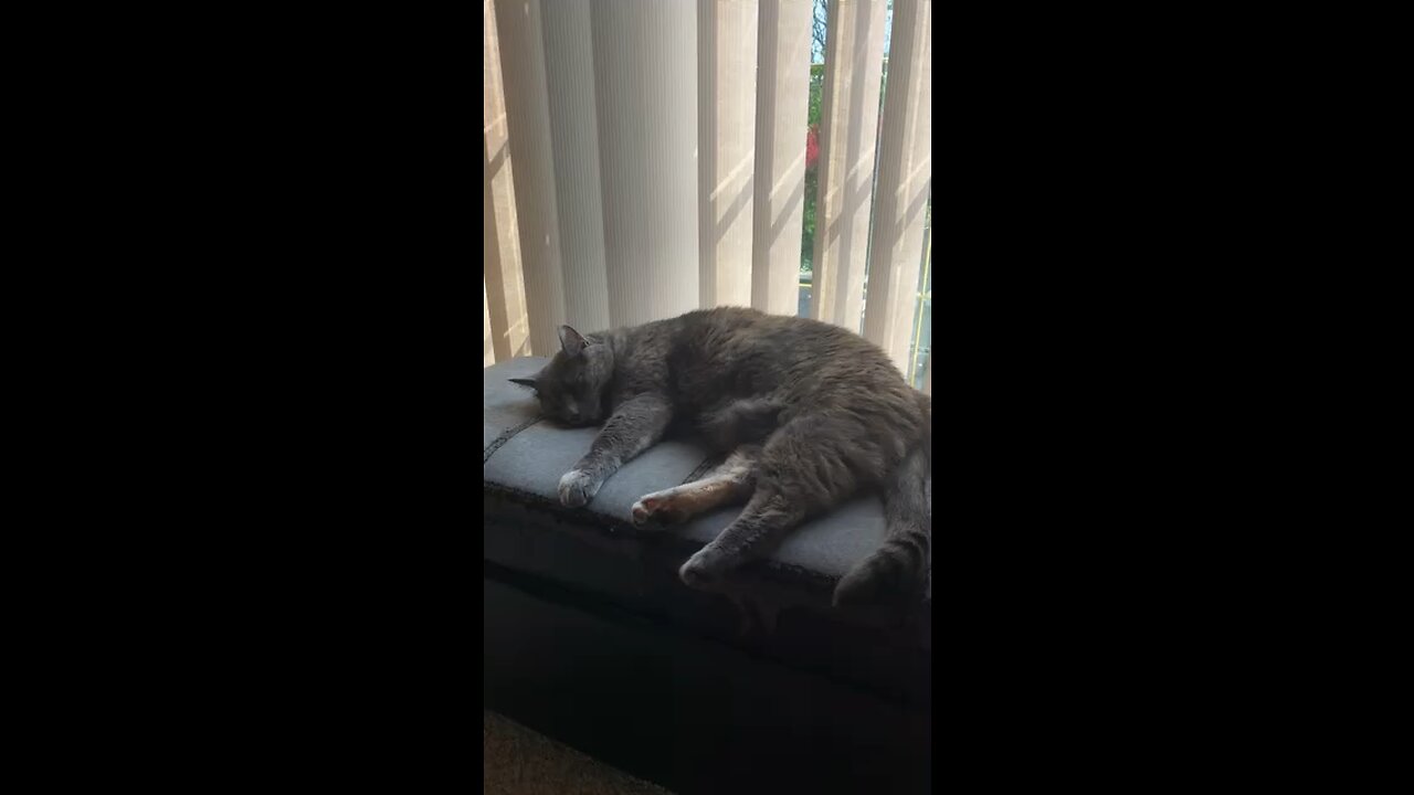 Kitty Dreams