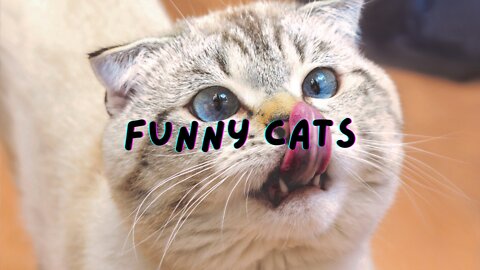 Funny cat