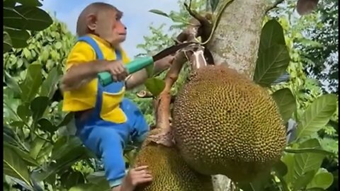 Funny videos funny videos #funny video #comedy video #funny animal videos.