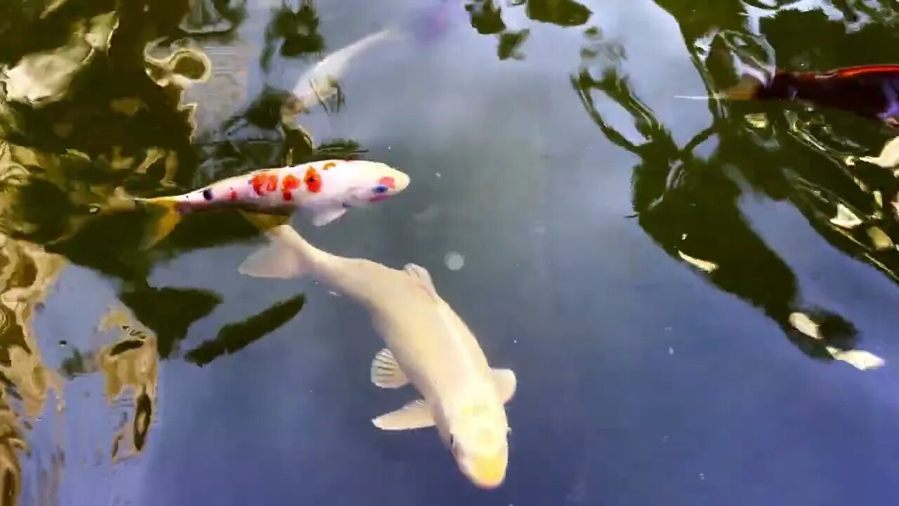 Colorful Fishes In A Lake Water 14