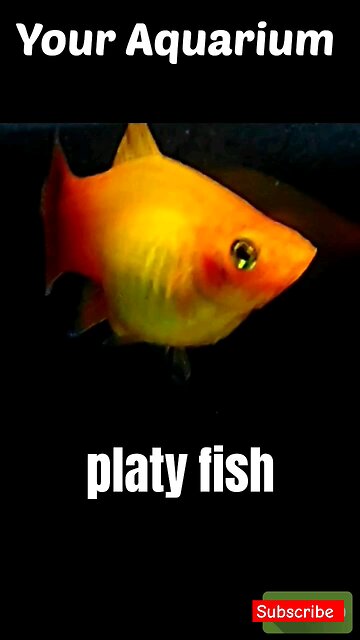 Top 10 fishes for beginners