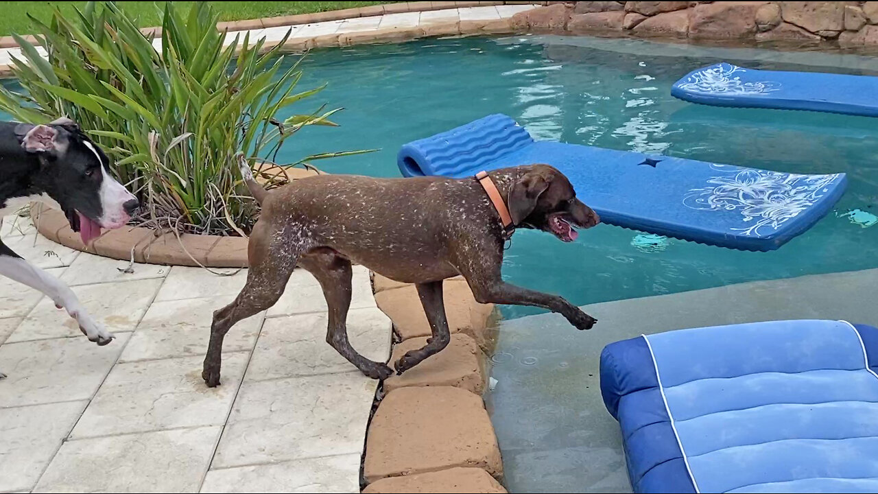 Great Dane & Pointer Play Follow The Leader Through The Pool & Golf Green