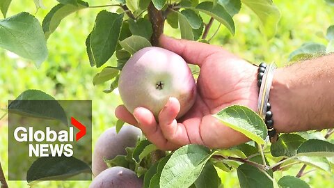 Limited packing options force BC farmers to leave fruit on trees