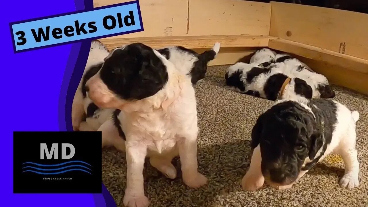 3 week old standard poodle puppies