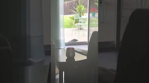 My resident Crow, and noise maker during my videos.