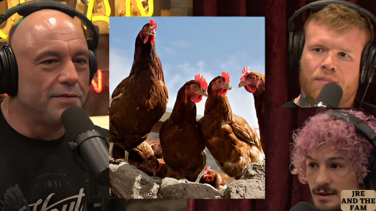 Joe Rogan, Tim Welch & Sean O'Malley talk about CHICKENS