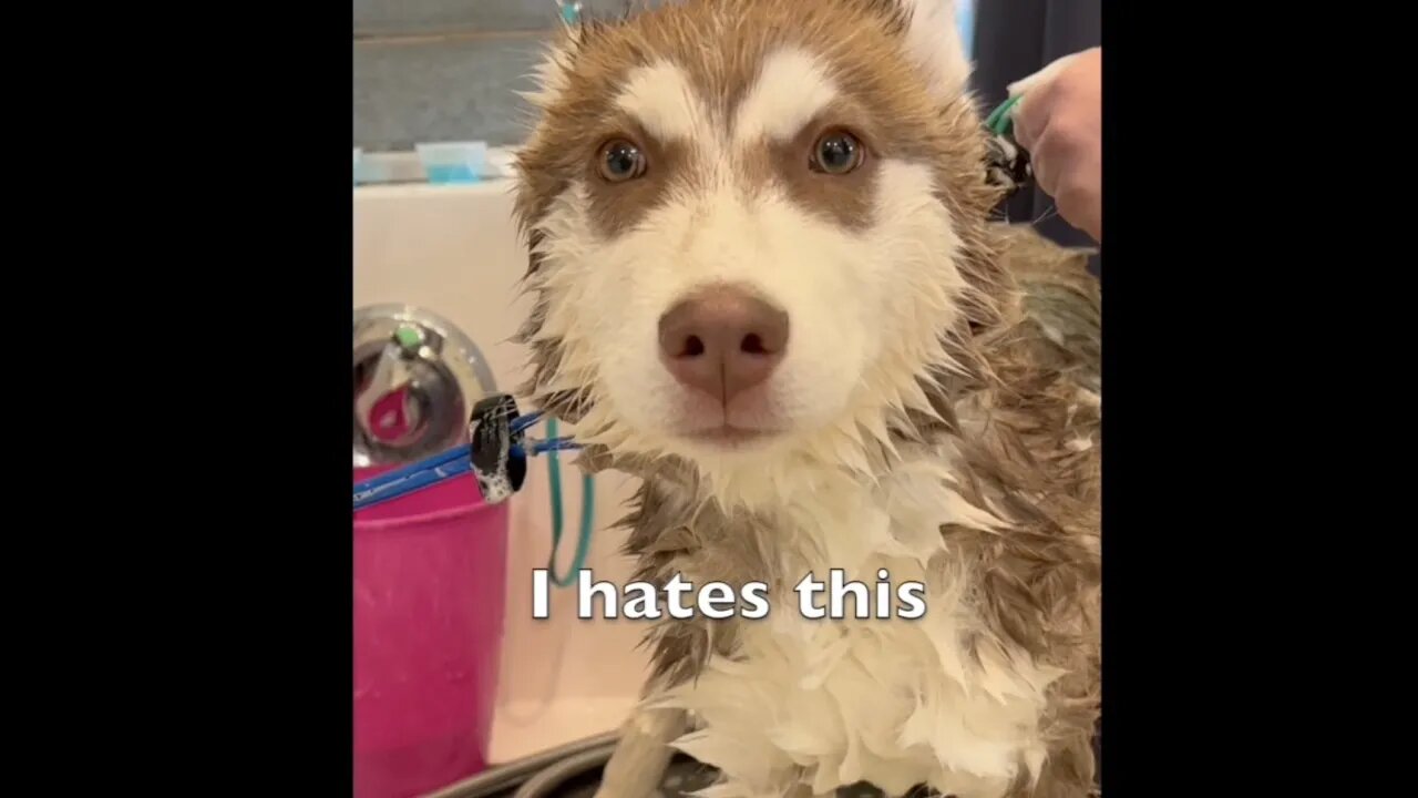 DRAMATIC HUSKY PUPPY HAS HIS FIRST BATH!! THROWS TEMPER TANTRUM!!