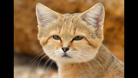 5 Fun Facts About The Sand Cat