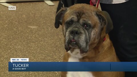 Humane Society benefits from Give BIG Green Bay