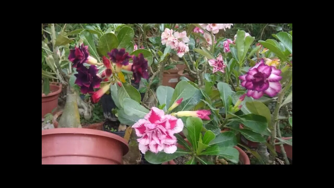 rosas do deserto negra amarela roxa rosa vermelha vinho branca dicas de cultivo