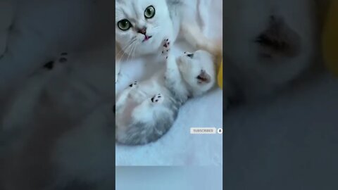 cute cat videos 😹 funny videos 😂🥰😁