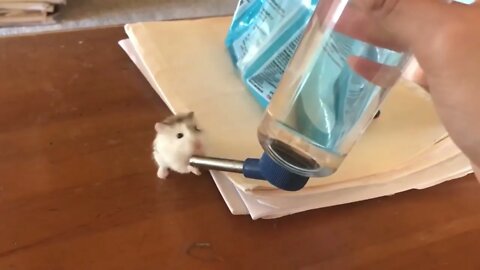 hamster drinking water