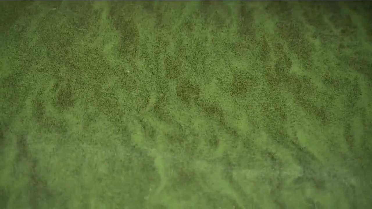 University of Florida study linking past Red Tide blooms to human pollutants from the Caloosahatchee River