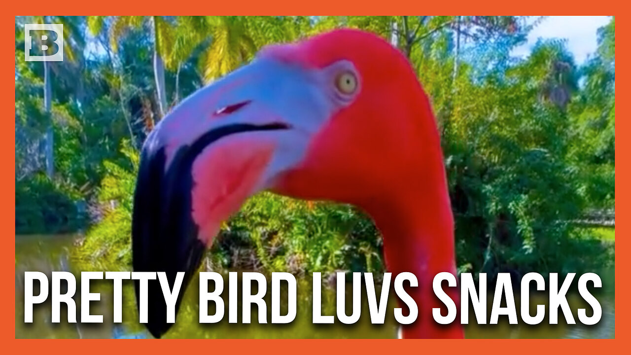 Got Some Food, Bro? Vibrant Flamingo Eats Snacks Out of Person's Hand