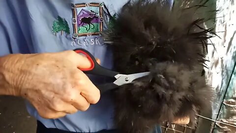 How to trim a Silkie for breeding season. ( Part 1 Hen ) 10th October 2020