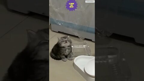 cute cat videos 😹 funny videos 😂 630 😻 #shorts #shortsfunny #cutecat #catvideos #catsfood #catscare