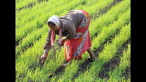 SMALL AMERICAN FARMERS ARE BEING REGULATED OFF THEIR FARMS BUT NOT BILL GATES AND THE CCP!