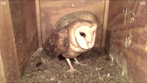 Syd horks and a close up bonding. Approx. 6:30 pm 1-18-20