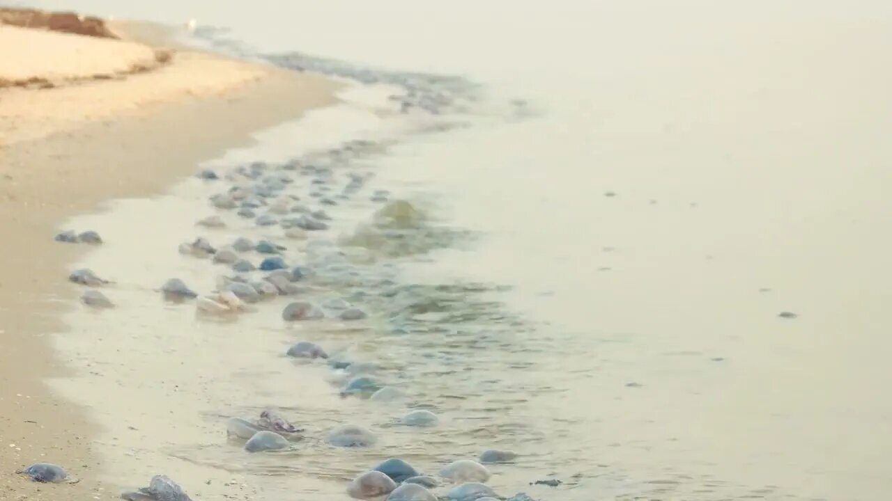 Many dead and alive jellyfish on sandy beach. Sea waves and medusas on the coast. Concept of environ