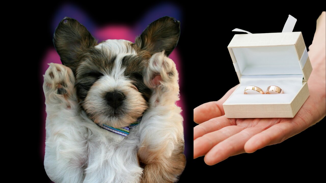 Man Shows A Wedding Ring To His Dog