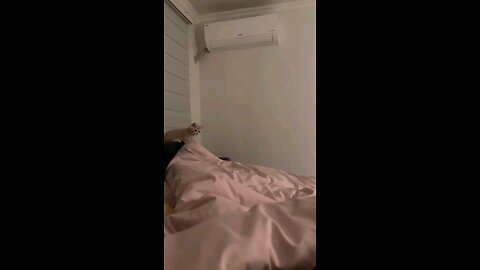 cat jumping on bed