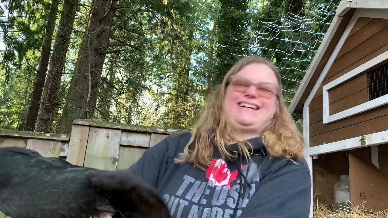 Why wood eggs are not always a good idea in your chicken coop