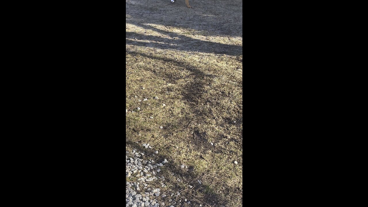 German shepherd makes own game in yard with a steel bowl