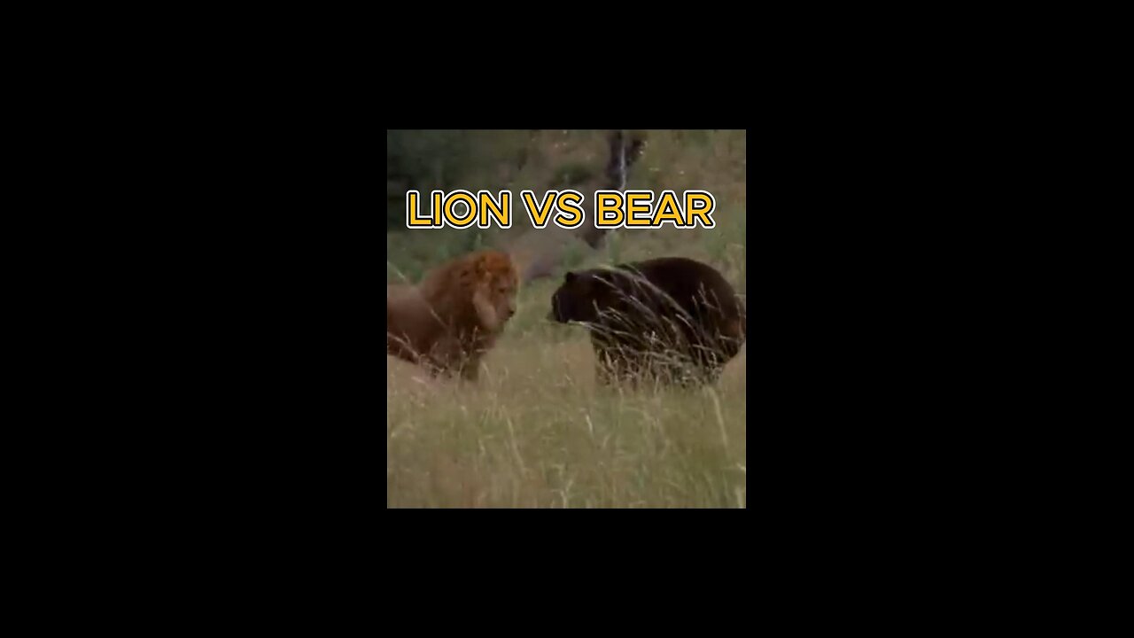 LION AND BEAR HAVE A FIERCE FIGHT YOU WONT BELIEVE WHAT HAPPENS NEXT