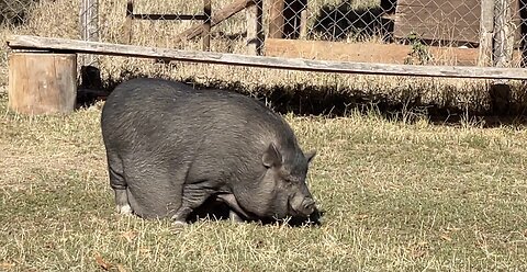 Gustavo, the Campground Boar