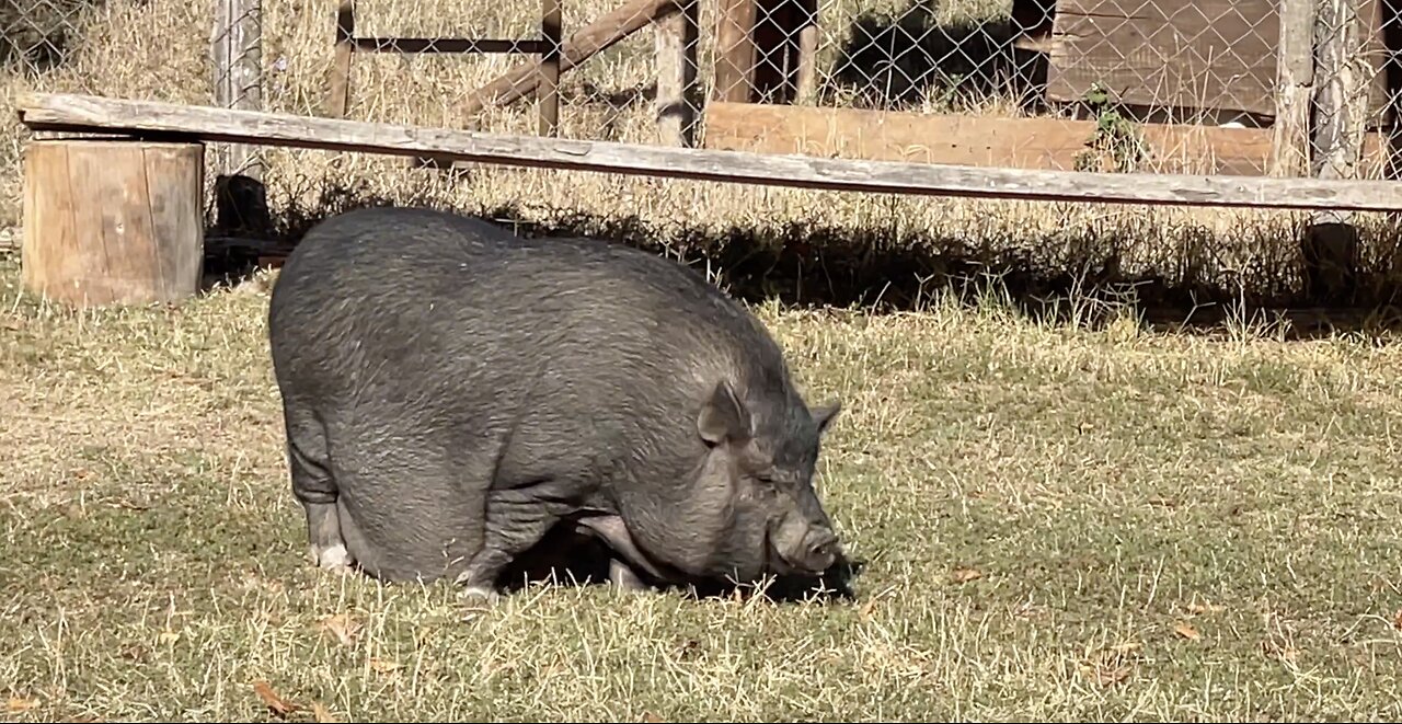 Gustavo, the Campground Boar