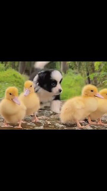 Funniest Animals- The puppy is playing with ducks. Compilation