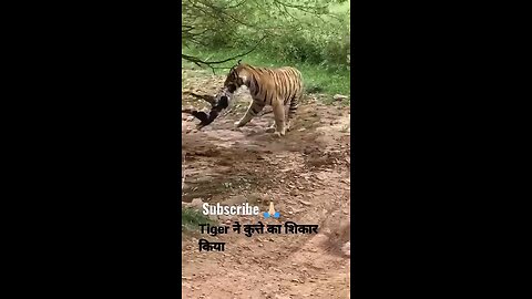 tiger kill dog at zone